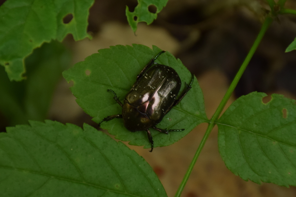 Protaetia marmorata - márványos virágbogár