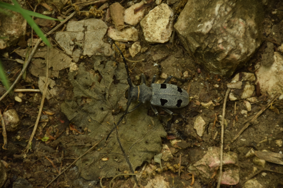 Morimus asper funereus - gyászcincér