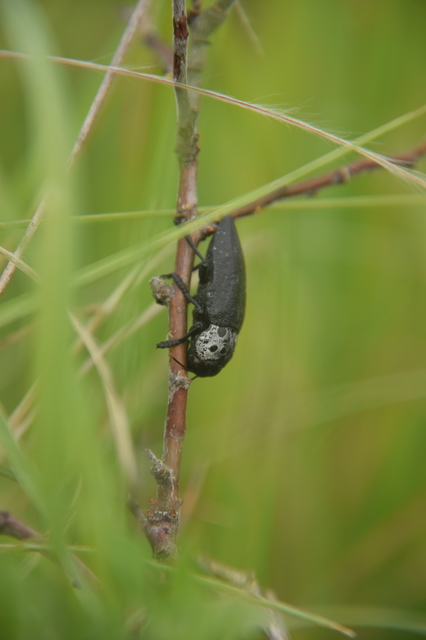 Capnodis tenebrionis - kökény-tükrösdíszbogár