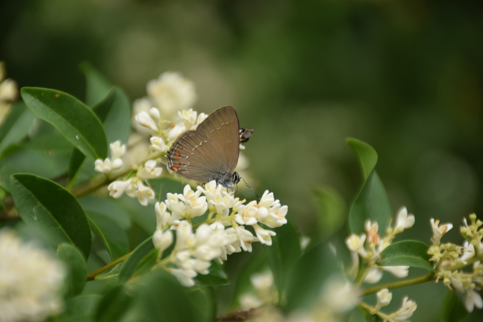 Satyrium ilicis - tölgyfa-csücsköslepke