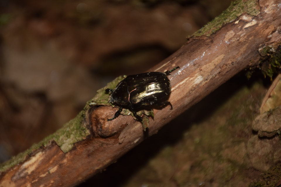Protaetia marmorata - márványos virágbogár