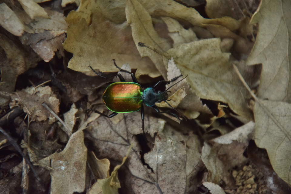 Calosoma sycophanta - aranyos bábrabló