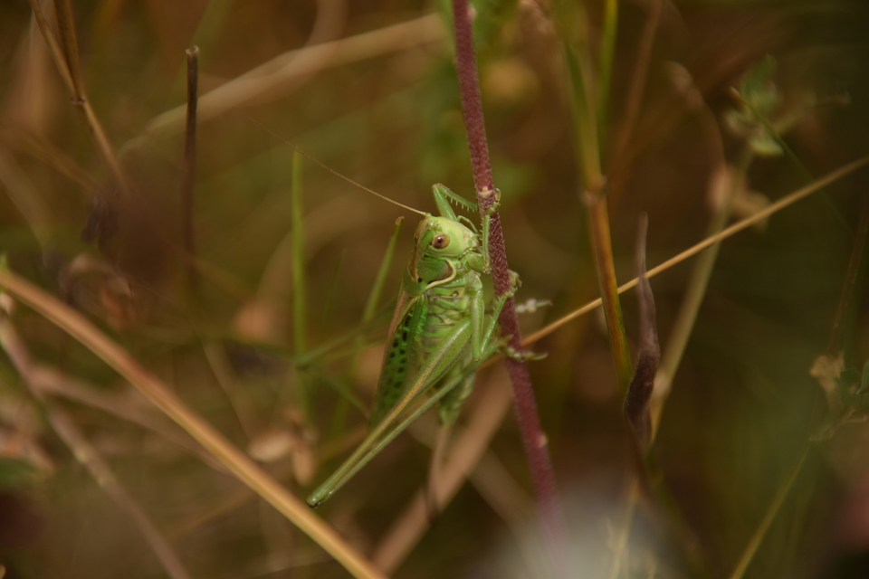 Gampsocleis glabra - tőrös szöcske