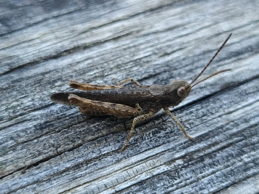 Chorthippus brunneus - közönséges tarlósáska