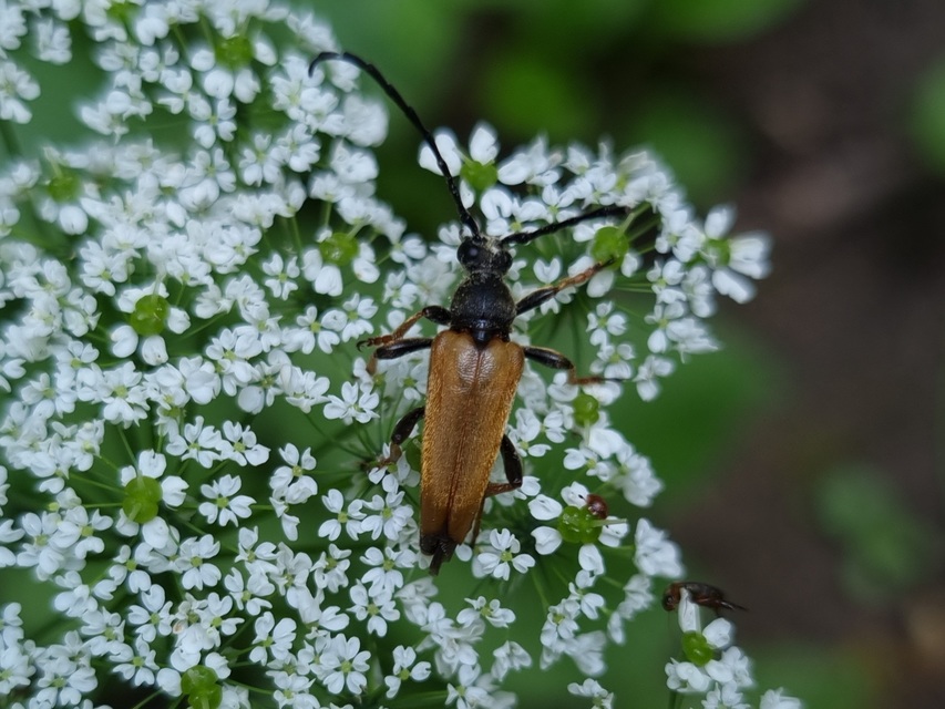 Stictoleptura rubra - vörös virágcincér