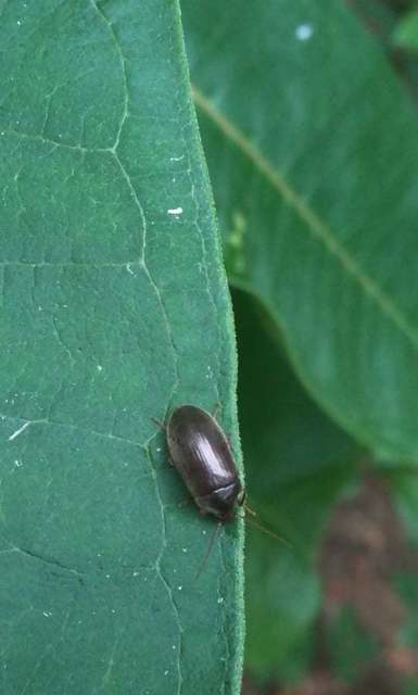 Hymenalia rufipes - rőtlábú alkonybogár