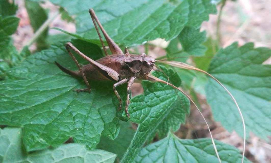 Pholidoptera griseoaptera - szürke avarszöcske