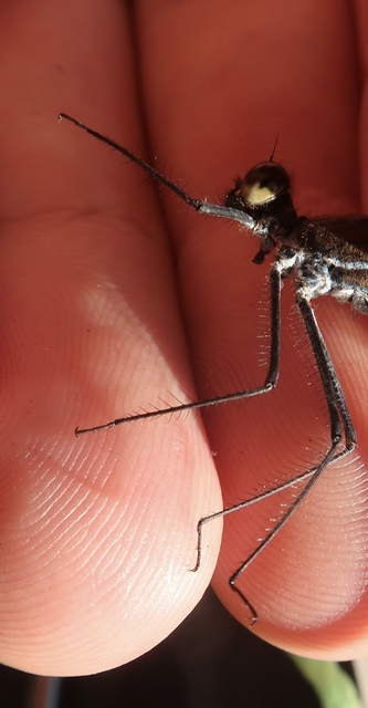 Calopteryx virgo - kisasszony-szitakötő