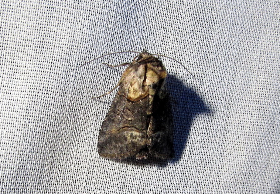 barnaövű csalánbagoly - Abrostola asclepiadis