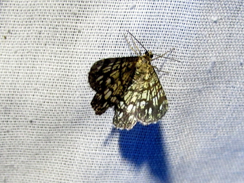 rácsos rétiaraszoló - Chiasmia clathrata