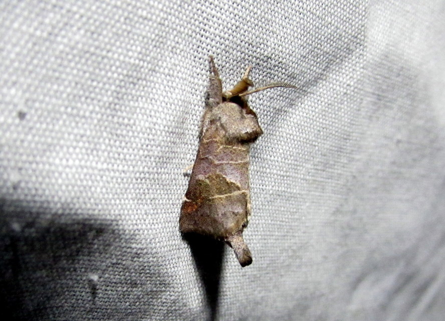 apró levélszövő - Clostera pigra