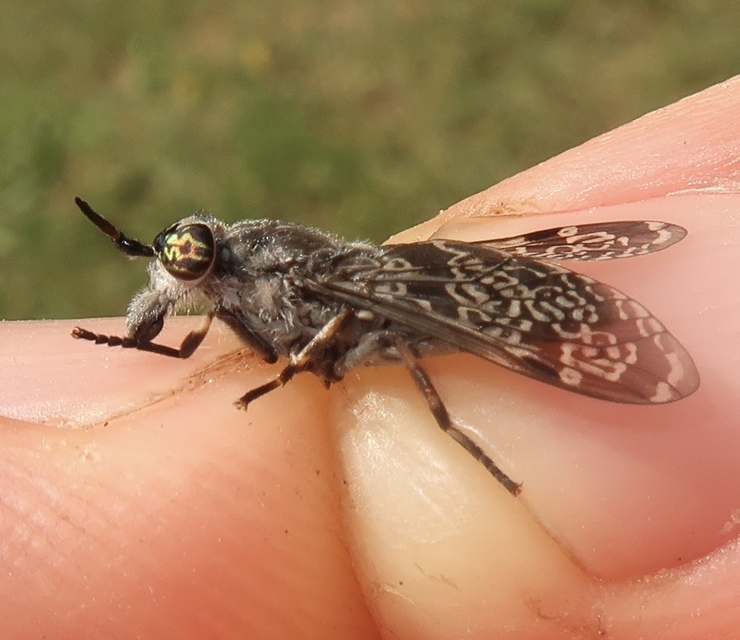 Haematopota scutellata