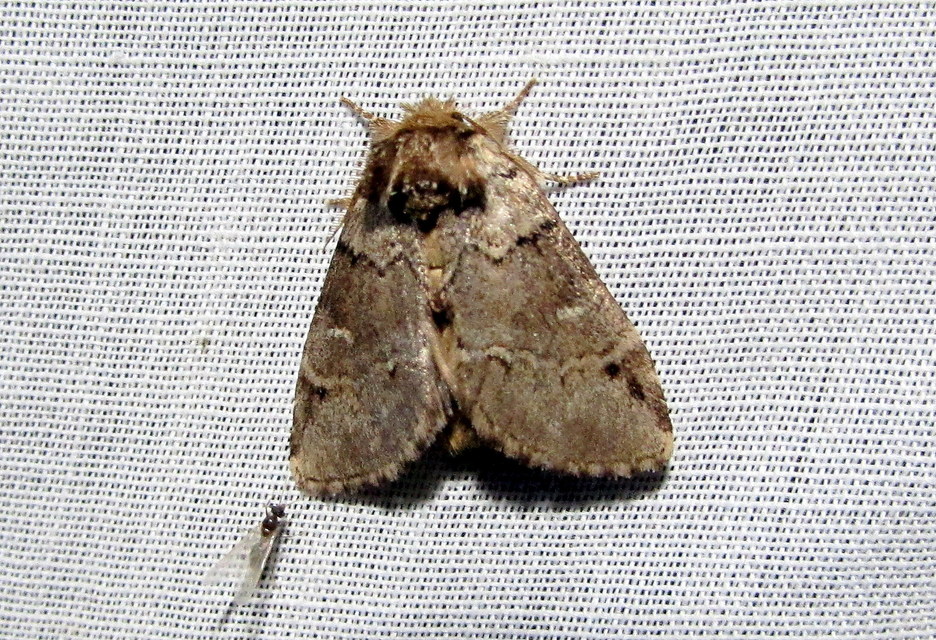 feketefoltos púposszövő - Drymonia obliterata