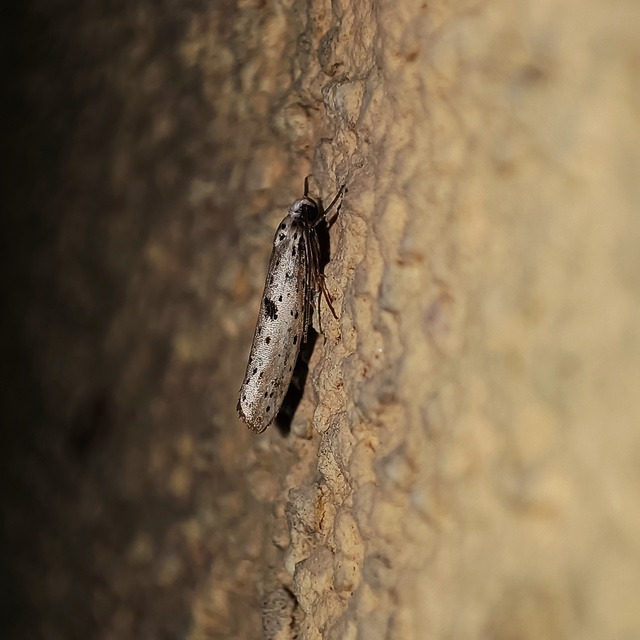 pókhálós bengemoly - Yponomeuta plumbella
