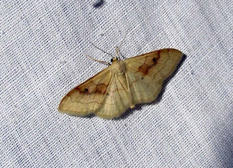 vörössávos araszoló - Idaea rubraria