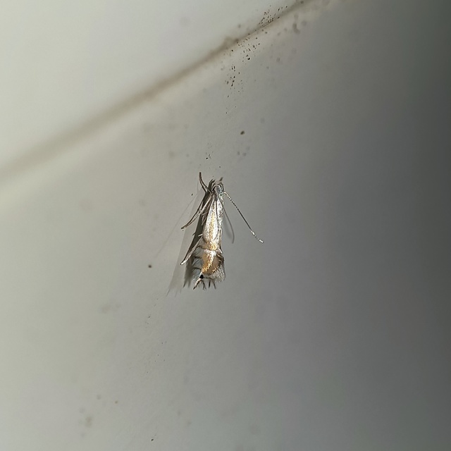 Phyllocnistis