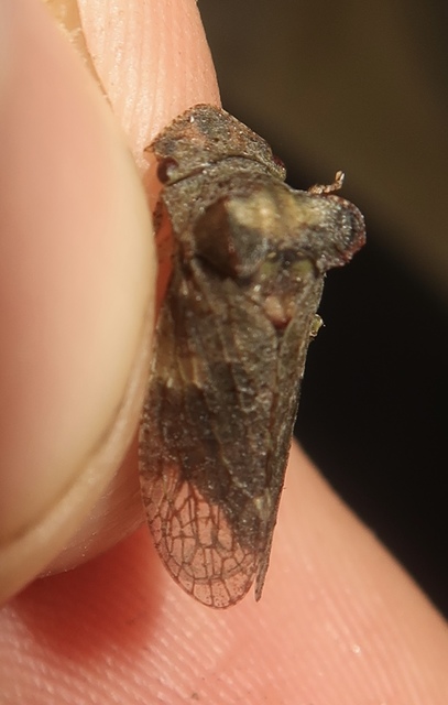 Ledra aurita - füleskabóca