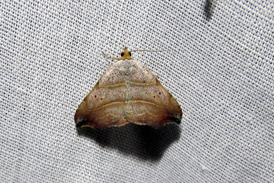 zuzmóbagoly - Laspeyria flexula