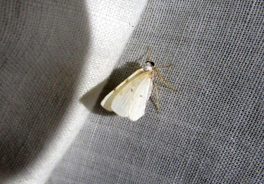 kétpontos fehéraraszoló - Lomographa bimaculata