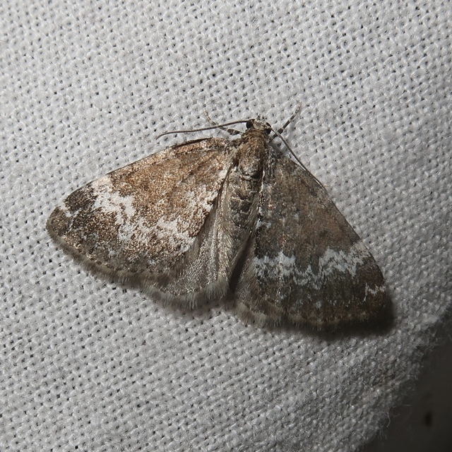 Perizoma alchemillata - árvacsalán-araszoló