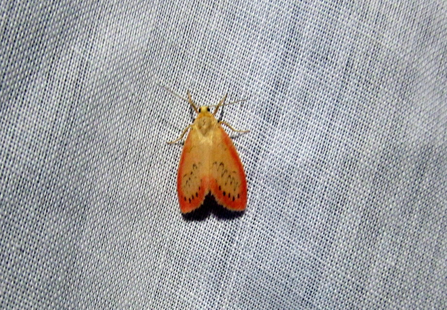 piros medvelepke - Miltochrista miniata