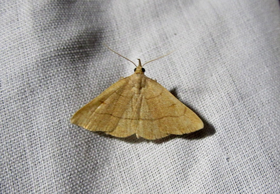 sárgás karcsúbagoly - Paracolax tristalis