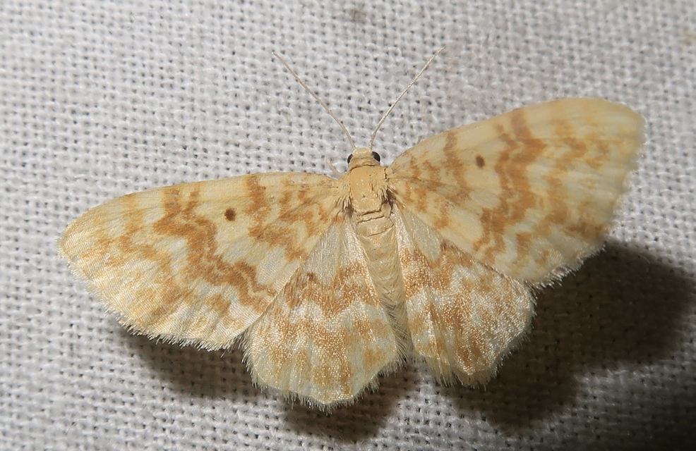 Hydrelia flammeolaria - narancssárga araszoló