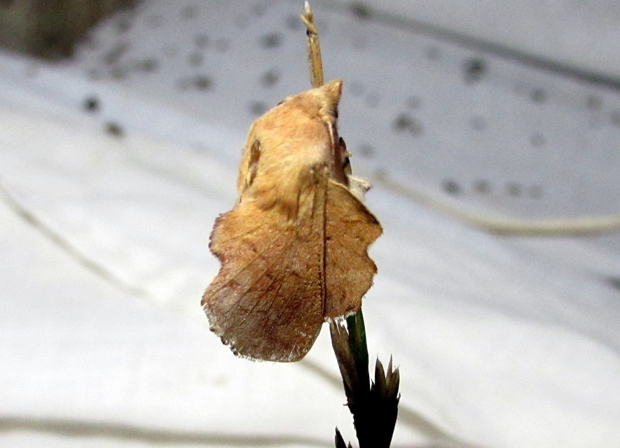 Phyllodesma tremulifolia - nyárlevélpohók