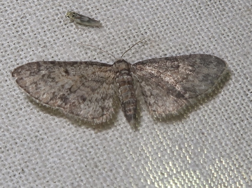 Eupithecia inturbata - juhar-törpearaszoló
