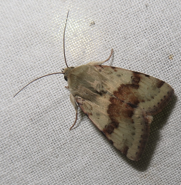 Heliothis viriplaca - mácsonyabagoly