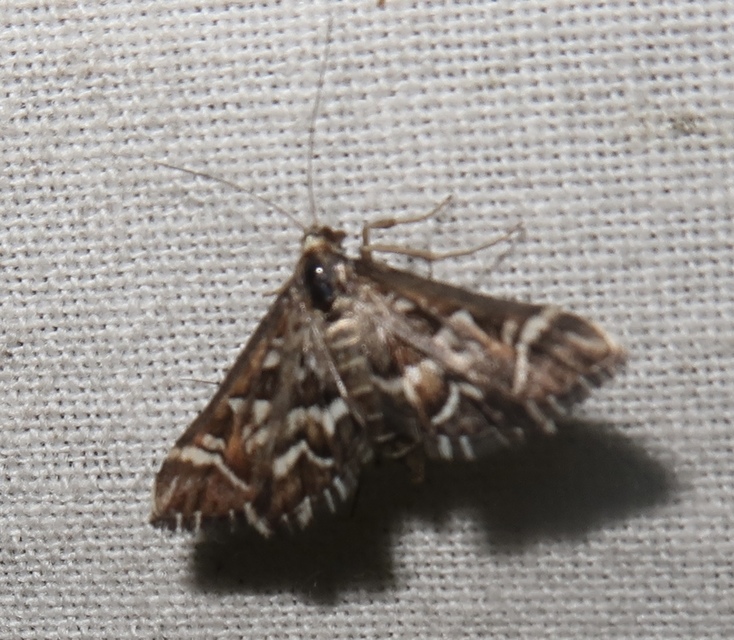 Diasemia reticularis - betűmintás tűzmoly