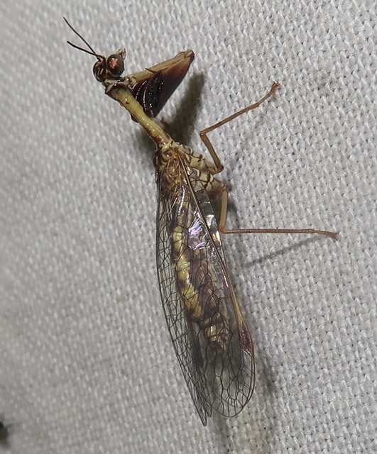 Mantispa styriaca - kétszínű fogólábú-fátyolka