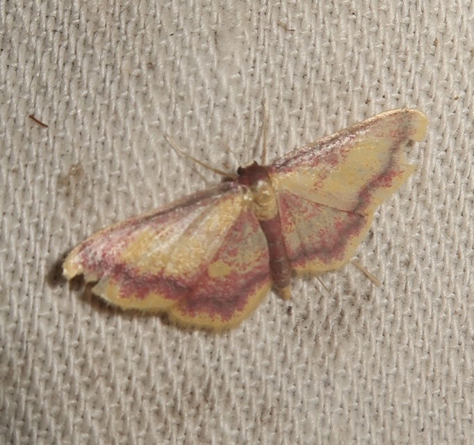 Idaea muricata - mocsári pirosaraszoló