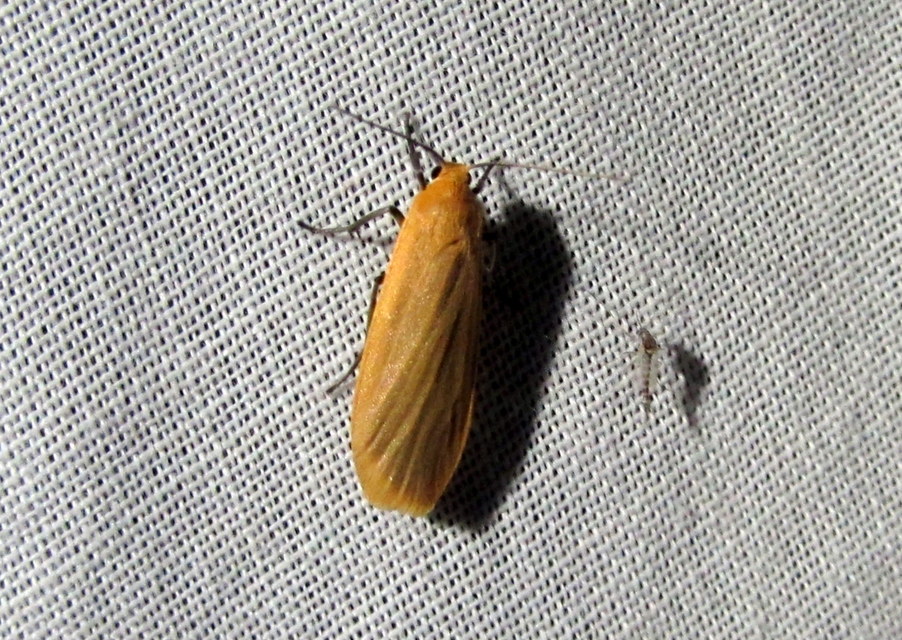 sárga zuzmószövő - Eilema sororcula