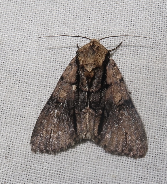 Acronicta alni - éger-szigonyosbagoly