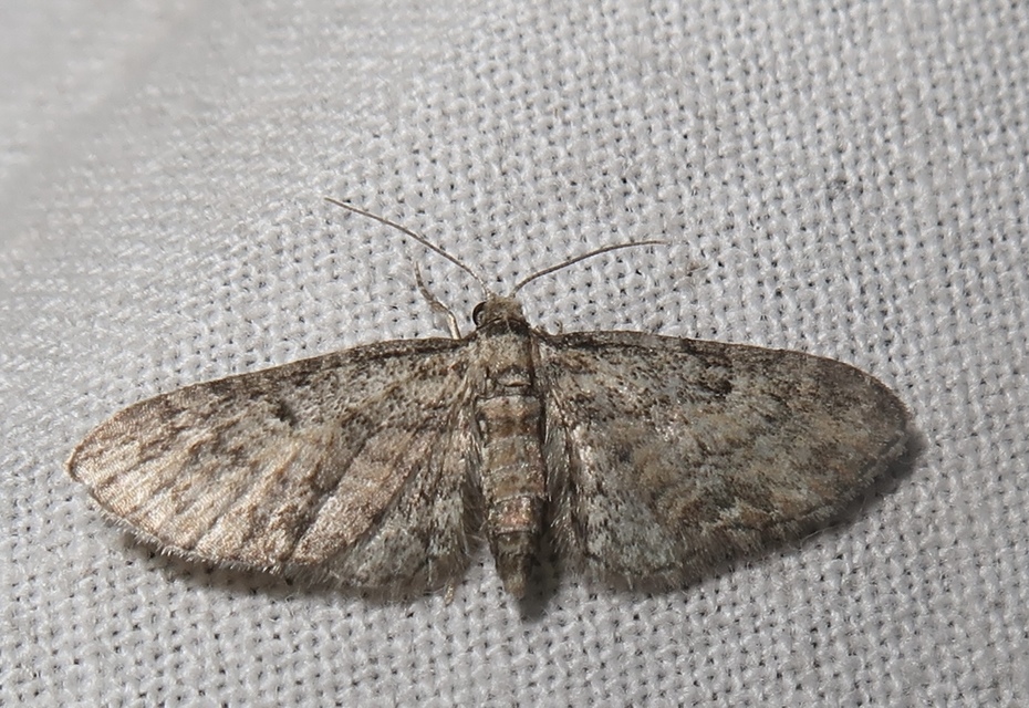 Eupithecia inturbata - juhar-törpearaszoló