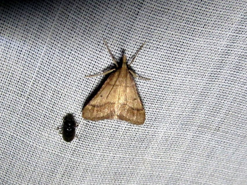 karsztlakó fényilonca - Stemmatophora honestalis