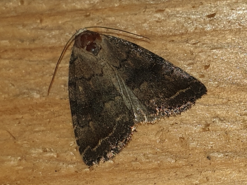 homoki lápibagoly - Athetis furvula