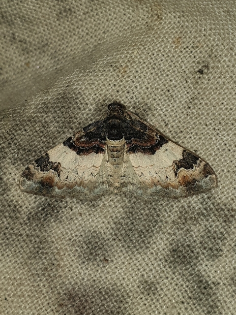 csuklyás tarkaaraszoló - Catarhoe cuculata