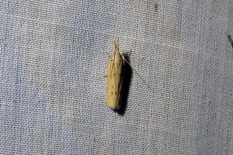 kúposfejű karcsúmoly - Ematheudes punctella