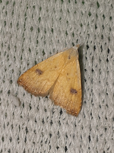 selymes lórombagoly - Rivula sericealis