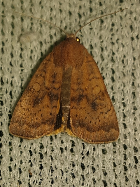 zömök sárgafűbagoly - Noctua interjecta