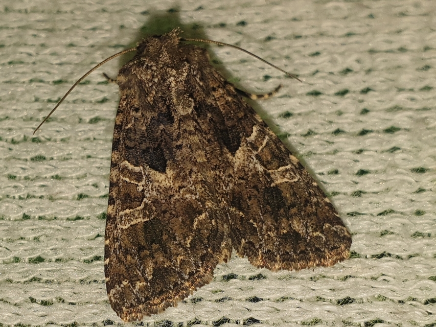 Hadena bicruris/capsincola