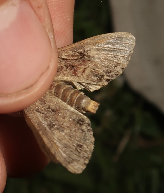 Apamea epomidion - vörösbarna dudvabagoly