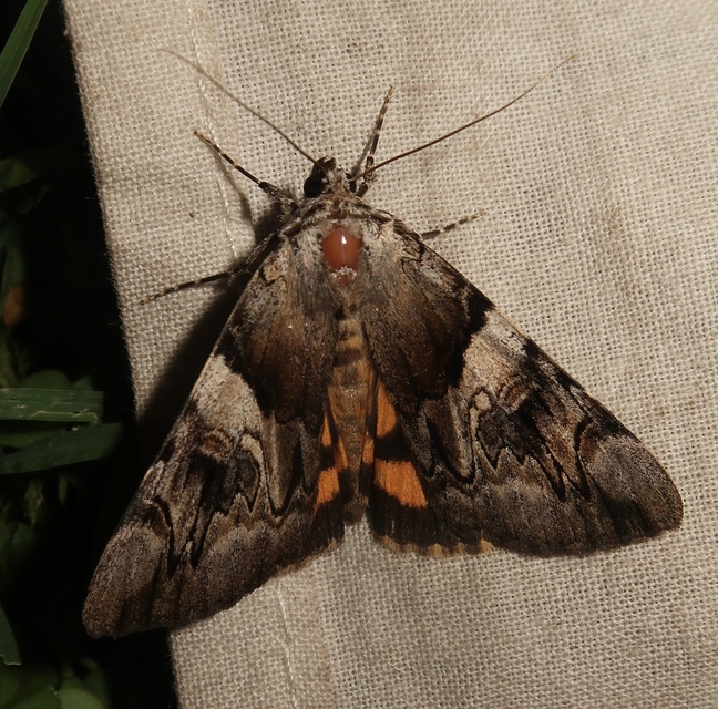 Catocala fulminea - galagonya-övesbagoly