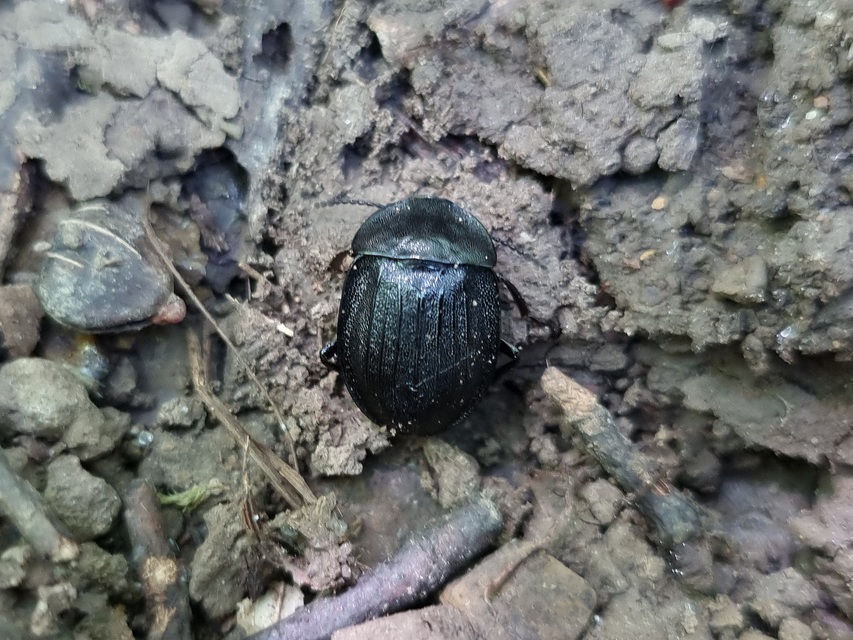 Phosphuga atrata - bordás csigarabló