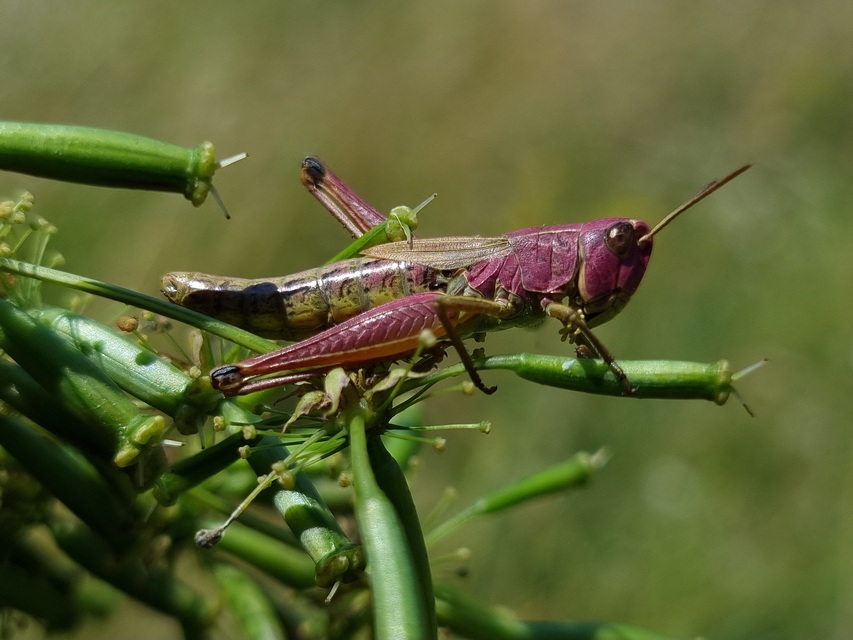 Pseudochorthippus parallelus - közönséges rétisáska