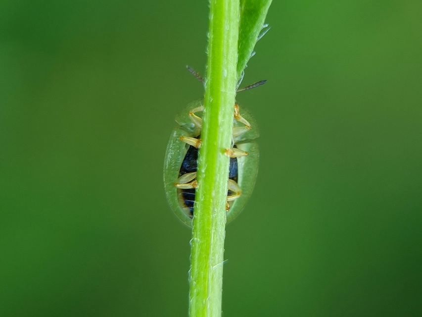 Cassida Cassida