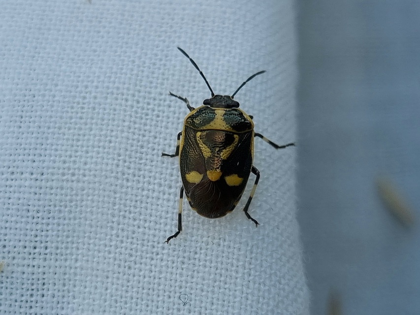 Eurydema oleracea - paréjpoloska Eurydema oleracea - paréjpoloska