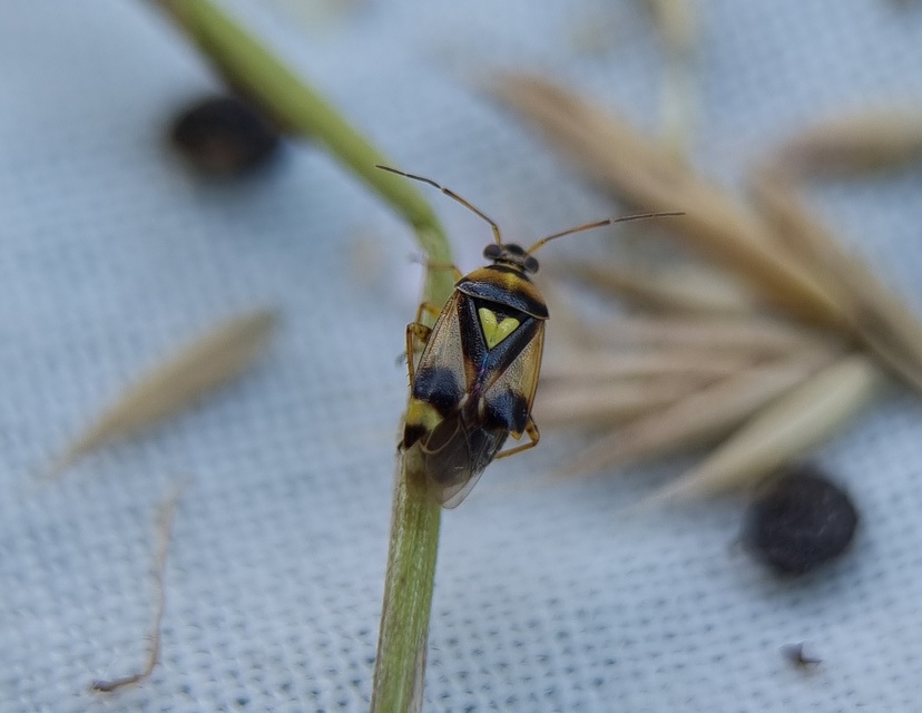 Orthops